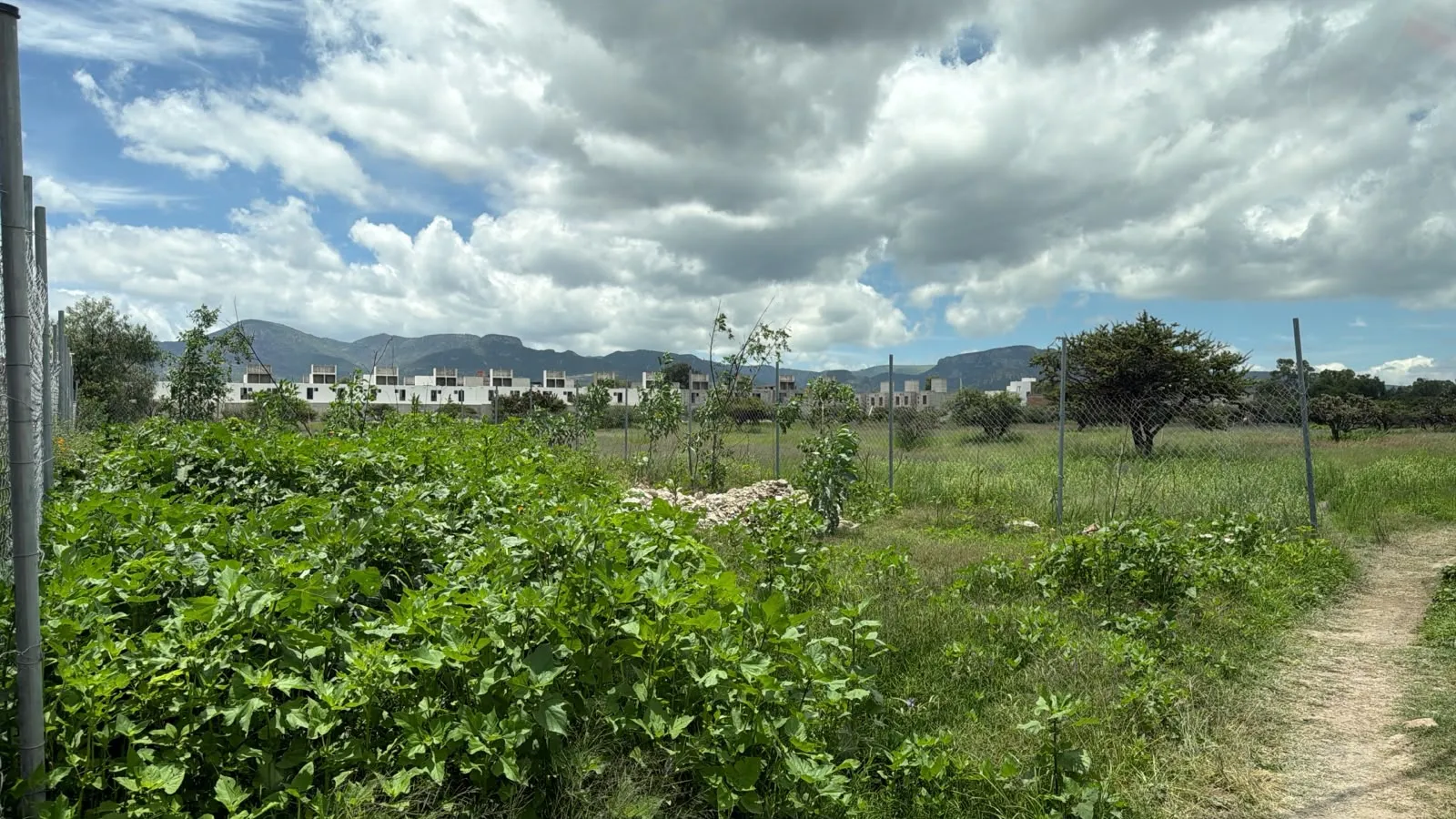 Terreno con nopales junto a un fraccionamiento en construcción